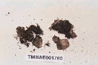 藏品(細羅苔)的圖片